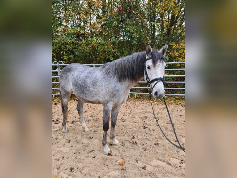 Más ponis/caballos pequeños Caballo castrado 4 años 151 cm Tordo rodado in Bad Camberg