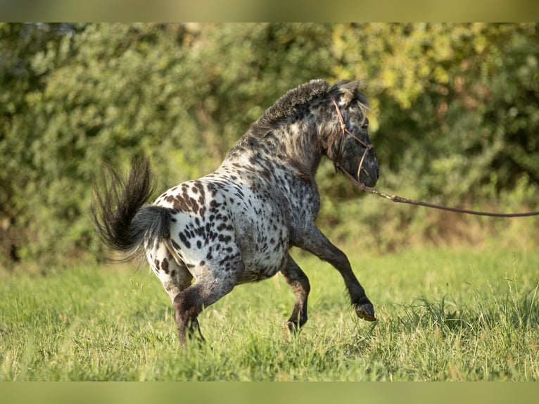 Más ponis/caballos pequeños Mestizo Caballo castrado 4 años 95 cm Atigrado/Moteado in Loye sur Arnon