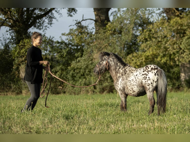 Más ponis/caballos pequeños Mestizo Caballo castrado 4 años 95 cm Atigrado/Moteado in Loye sur Arnon