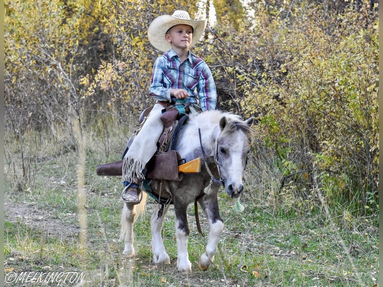 Más ponis/caballos pequeños Caballo castrado 4 años 97 cm Pío in Rigby