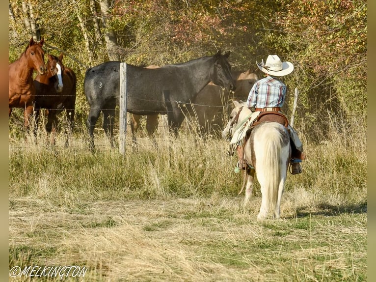 Más ponis/caballos pequeños Caballo castrado 4 años 97 cm Pío in Rigby