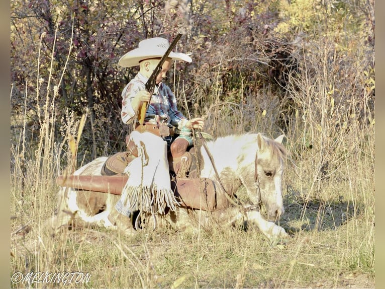 Más ponis/caballos pequeños Caballo castrado 4 años 97 cm Pío in Rigby