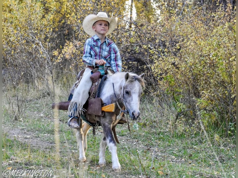 Más ponis/caballos pequeños Caballo castrado 4 años 97 cm Pío in Rigby