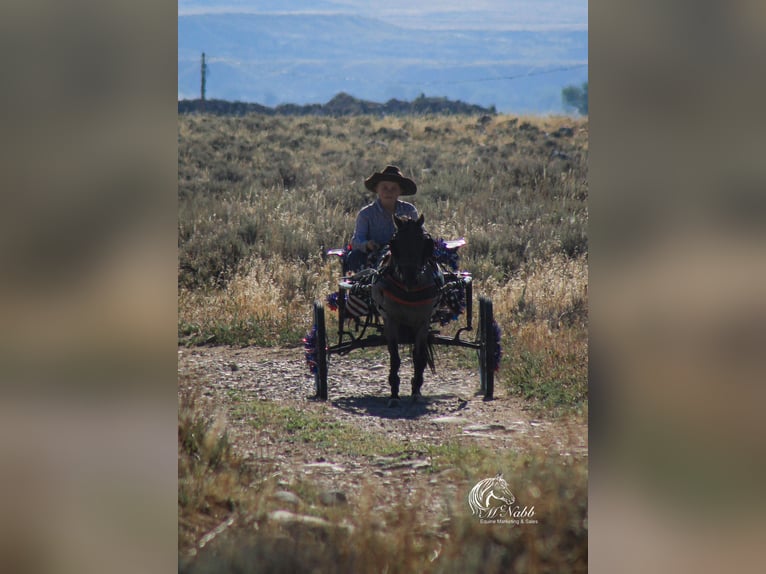 Más ponis/caballos pequeños Caballo castrado 4 años 97 cm Ruano azulado in Cody