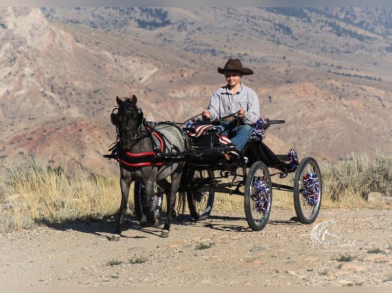 Más ponis/caballos pequeños Caballo castrado 4 años 97 cm Ruano azulado in Cody