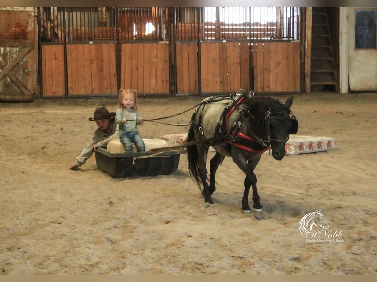 Más ponis/caballos pequeños Caballo castrado 4 años 97 cm Ruano azulado in Cody