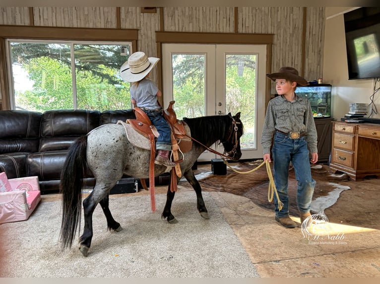 Más ponis/caballos pequeños Caballo castrado 4 años 97 cm Ruano azulado in Cody