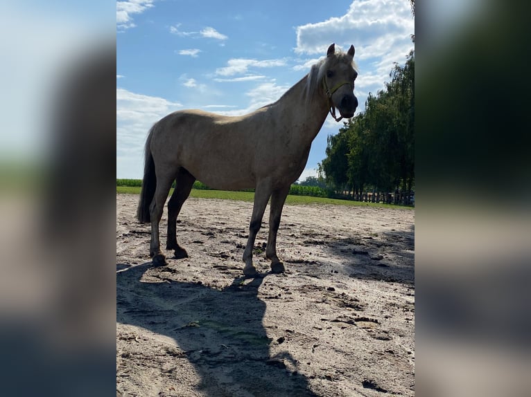 Más ponis/caballos pequeños Caballo castrado 5 años 110 cm in Eggermühlen