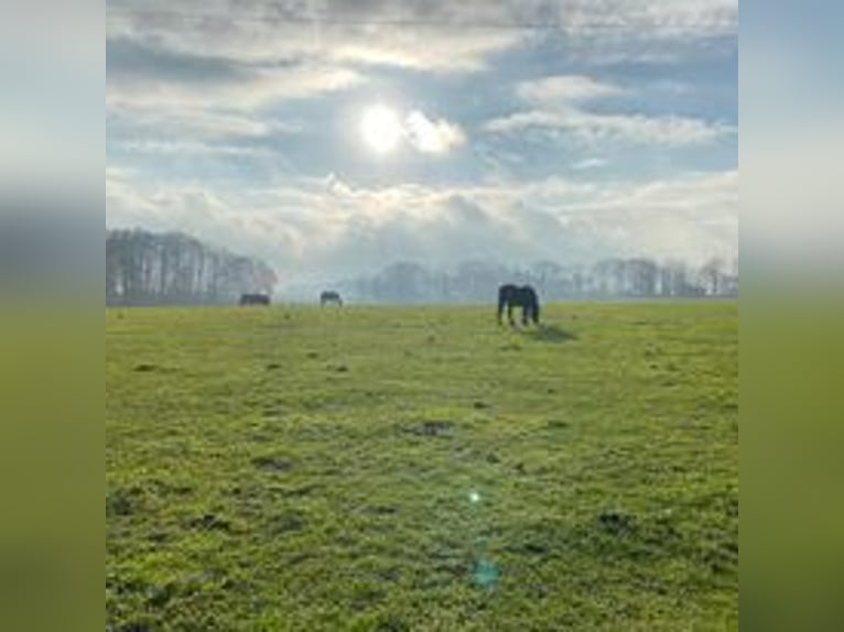 Más ponis/caballos pequeños Caballo castrado 5 años 110 cm in Eggermühlen