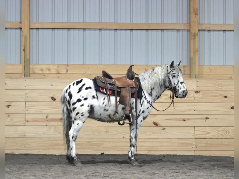 Más ponis/caballos pequeños Caballo castrado 5 años 112 cm Atigrado/Moteado in Rebersburg