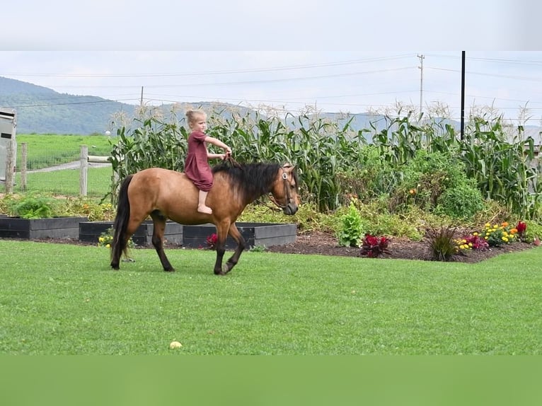 Más ponis/caballos pequeños Caballo castrado 5 años 112 cm Buckskin/Bayo in Howard, PA