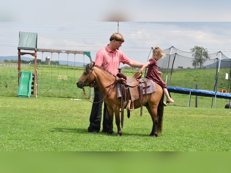 Más ponis/caballos pequeños Caballo castrado 5 años 112 cm Buckskin/Bayo in Howard, PA