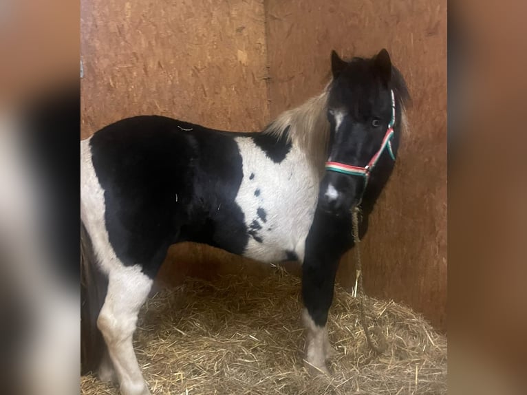 Más ponis/caballos pequeños Mestizo Caballo castrado 5 años 130 cm Pío in Burghausen