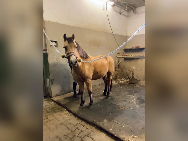 Más ponis/caballos pequeños Caballo castrado 5 años 135 cm Bayo in Rechnitz