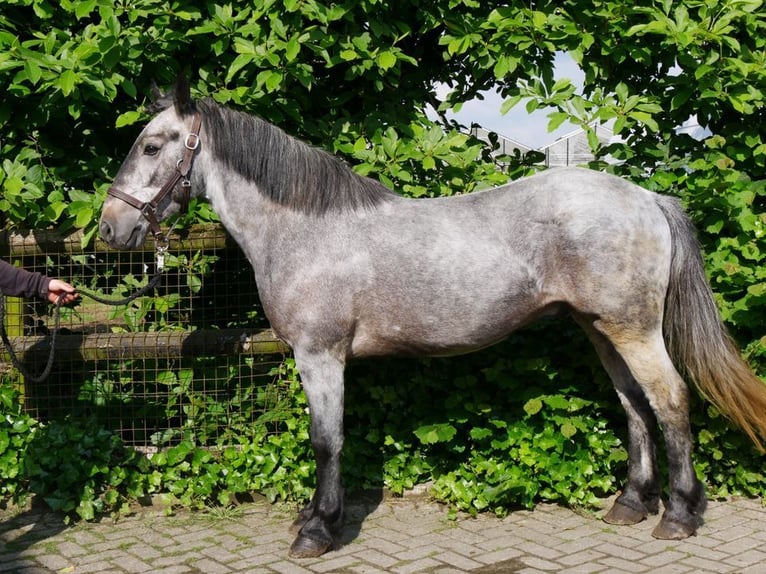 Más ponis/caballos pequeños Caballo castrado 5 años 135 cm in Dorsten