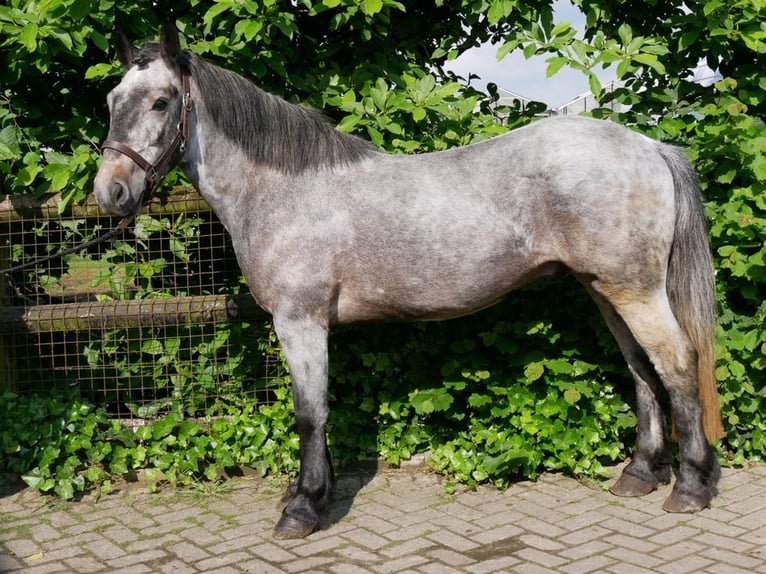 Más ponis/caballos pequeños Caballo castrado 5 años 135 cm in Dorsten