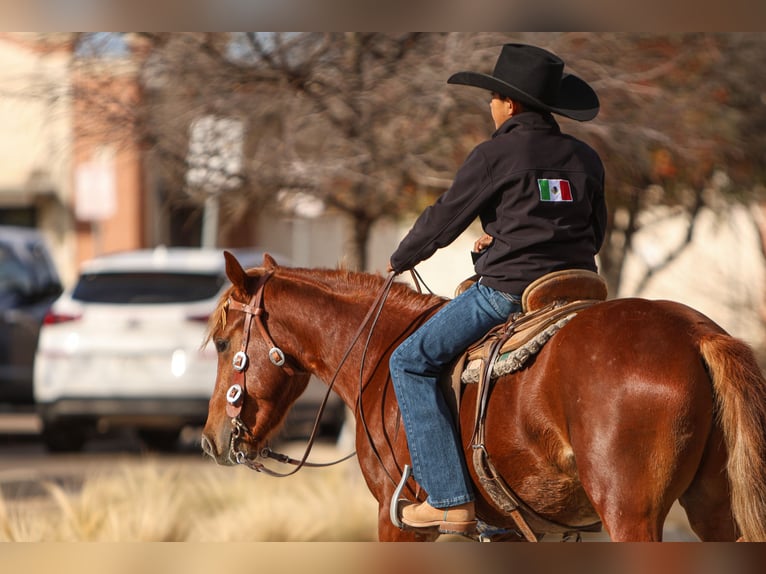 Más ponis/caballos pequeños Caballo castrado 5 años 137 cm Alazán rojizo in Joshua, TX