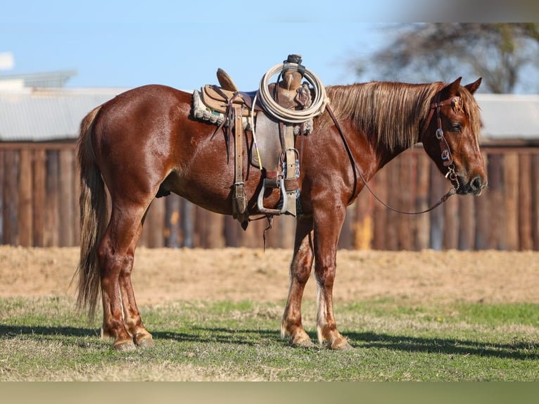 Más ponis/caballos pequeños Caballo castrado 5 años 137 cm Alazán rojizo in Joshua, TX