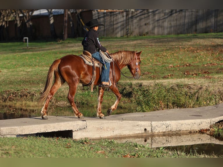 Más ponis/caballos pequeños Caballo castrado 5 años 137 cm Alazán rojizo in Joshua, TX