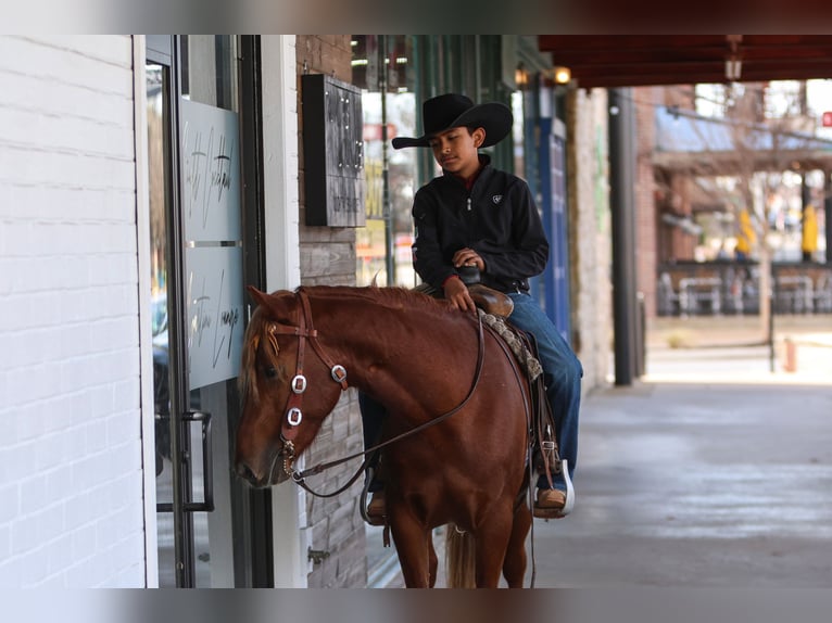 Más ponis/caballos pequeños Caballo castrado 5 años 137 cm Alazán rojizo in Joshua, TX