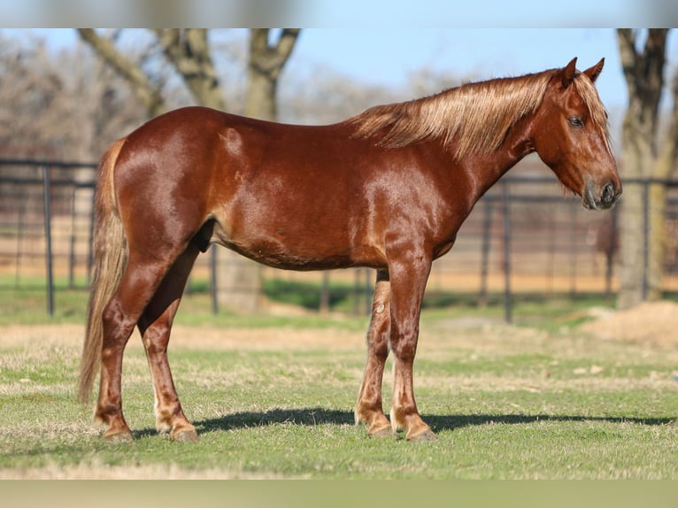 Más ponis/caballos pequeños Caballo castrado 5 años 137 cm Alazán rojizo in Joshua, TX