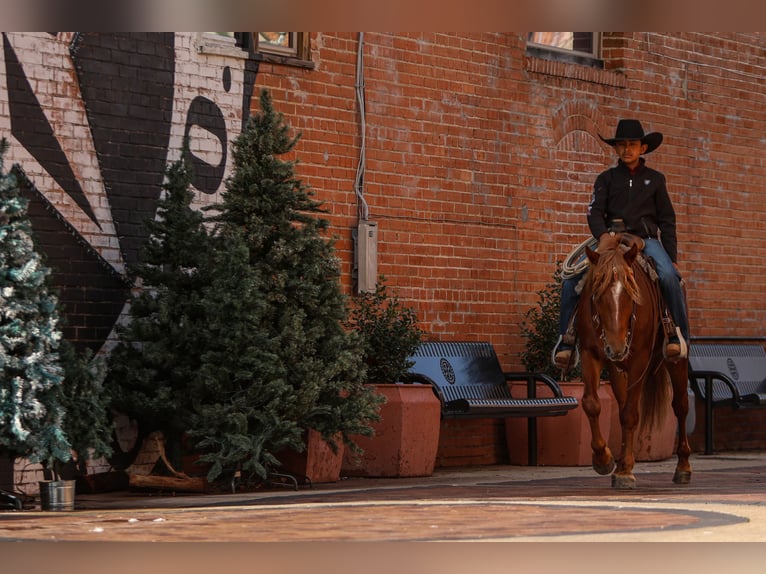 Más ponis/caballos pequeños Caballo castrado 5 años 137 cm Alazán rojizo in Joshua, TX