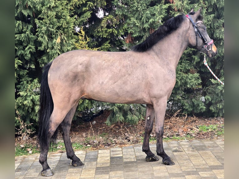 Más ponis/caballos pequeños Caballo castrado 5 años 140 cm in Deggendorf