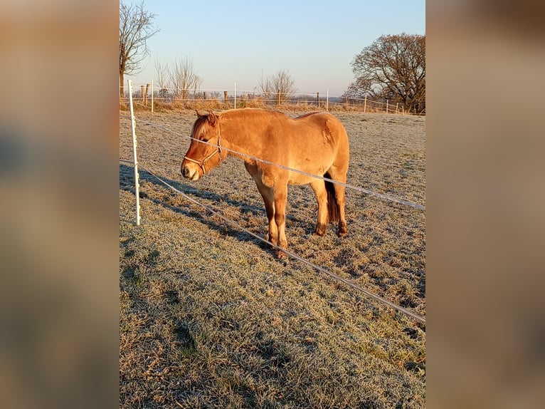 Más ponis/caballos pequeños Mestizo Caballo castrado 5 años 141 cm Bayo in Wissen