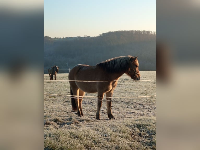 Más ponis/caballos pequeños Mestizo Caballo castrado 5 años 141 cm Bayo in Wissen