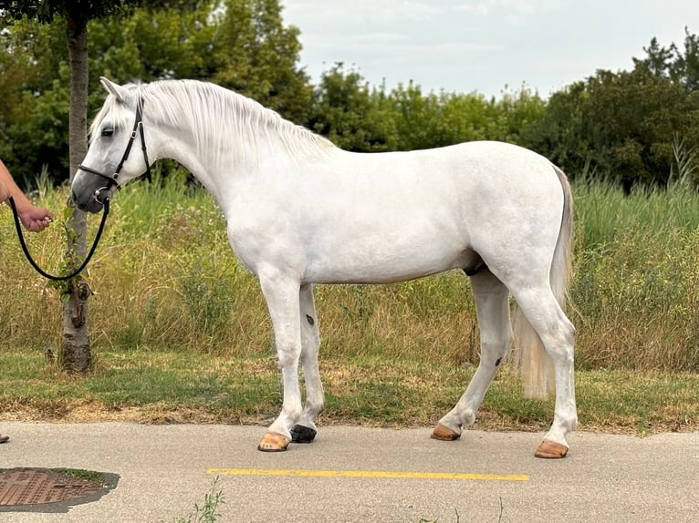 Más ponis/caballos pequeños Caballo castrado 5 años 141 cm Tordo in Deggendorf