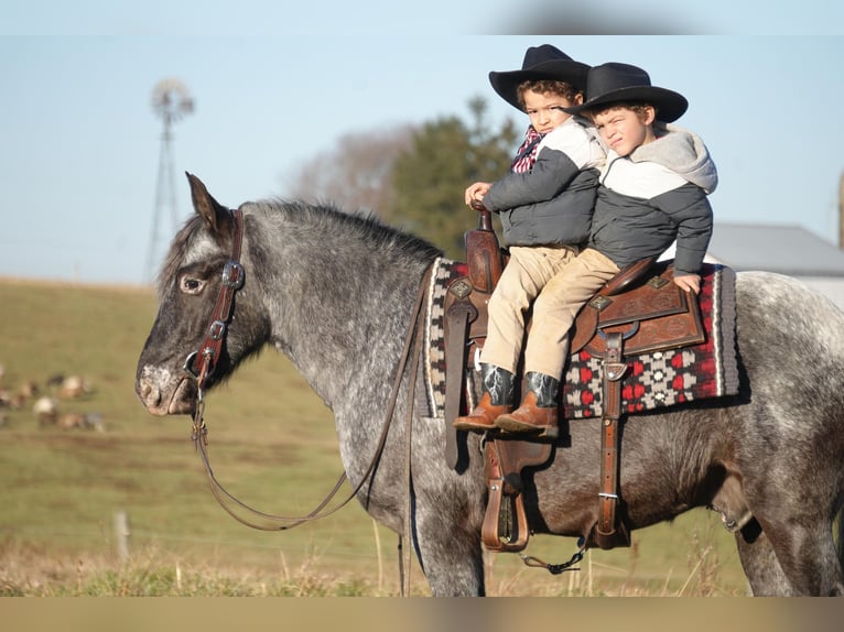 Más ponis/caballos pequeños Mestizo Caballo castrado 5 años 142 cm in Fresno