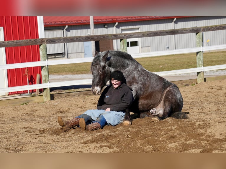 Más ponis/caballos pequeños Mestizo Caballo castrado 5 años 142 cm in Fresno