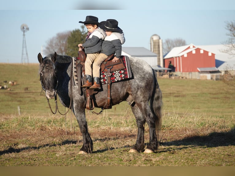 Más ponis/caballos pequeños Mestizo Caballo castrado 5 años 142 cm in Fresno