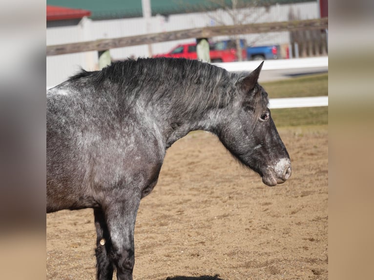 Más ponis/caballos pequeños Mestizo Caballo castrado 5 años 142 cm in Fresno