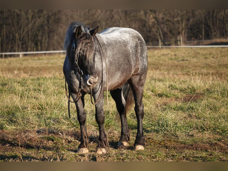 Más ponis/caballos pequeños Mestizo Caballo castrado 5 años 142 cm in Fresno