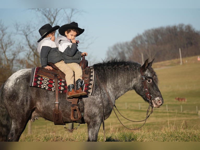 Más ponis/caballos pequeños Mestizo Caballo castrado 5 años 142 cm in Fresno