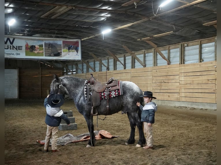 Más ponis/caballos pequeños Mestizo Caballo castrado 5 años 142 cm Ruano azulado in Fresno