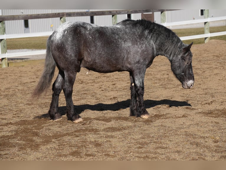 Más ponis/caballos pequeños Mestizo Caballo castrado 5 años 142 cm Ruano azulado in Fresno