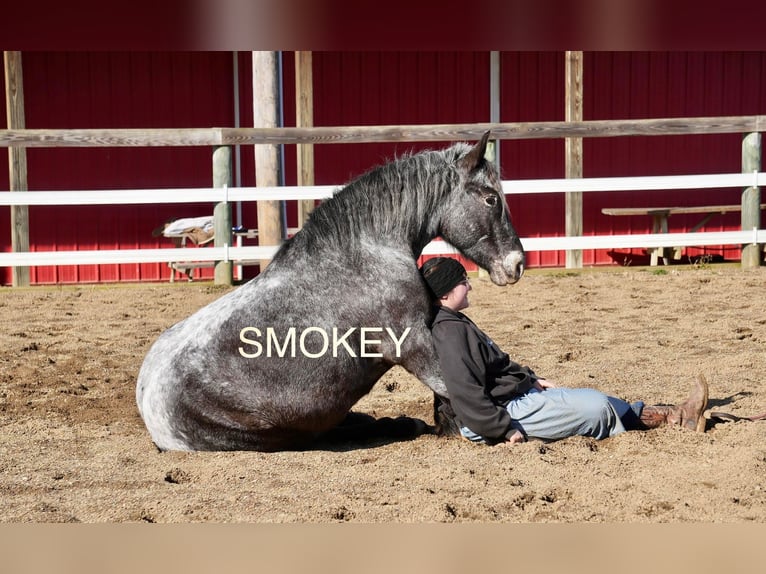 Más ponis/caballos pequeños Mestizo Caballo castrado 5 años 142 cm Ruano azulado in Fresno