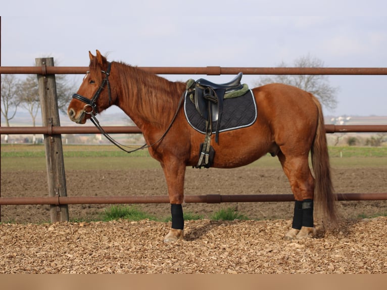 Más ponis/caballos pequeños Mestizo Caballo castrado 5 años 143 cm Alazán in Hohenruppersdorf