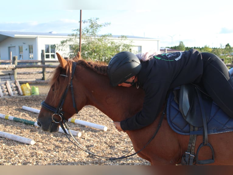 Más ponis/caballos pequeños Mestizo Caballo castrado 5 años 143 cm Alazán in Hohenruppersdorf