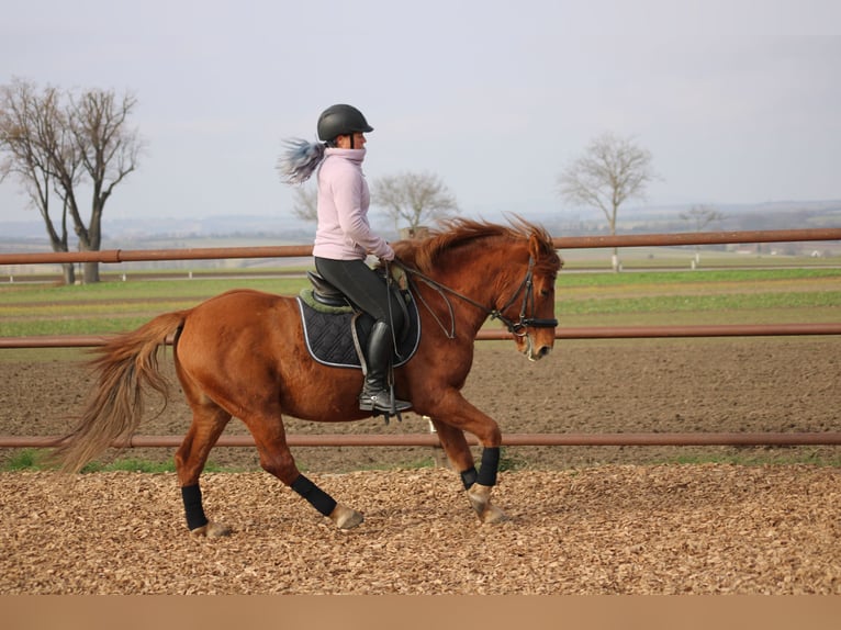 Más ponis/caballos pequeños Mestizo Caballo castrado 5 años 143 cm Alazán in Hohenruppersdorf