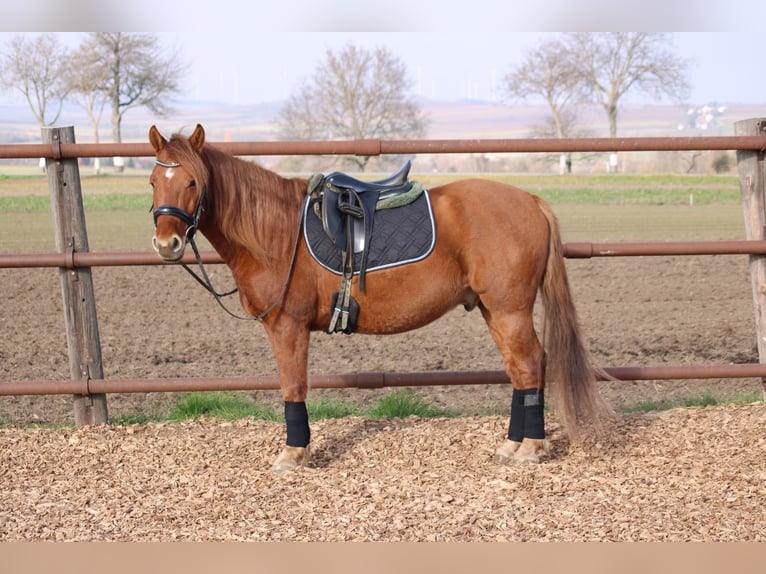 Más ponis/caballos pequeños Mestizo Caballo castrado 5 años 143 cm Alazán in Hohenruppersdorf