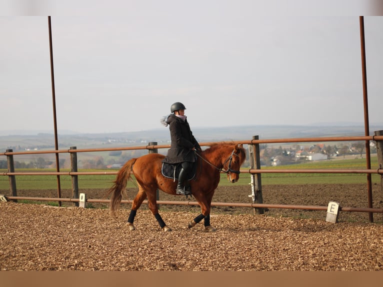 Más ponis/caballos pequeños Mestizo Caballo castrado 5 años 143 cm Alazán in Hohenruppersdorf