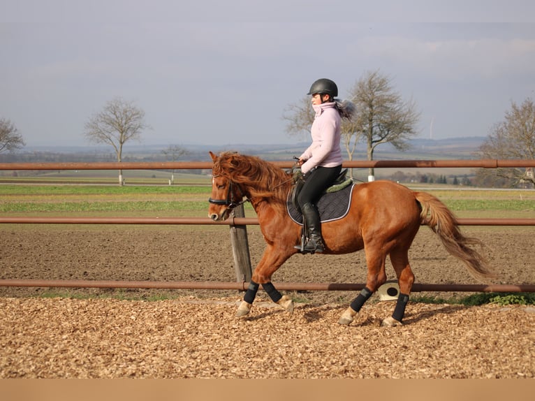 Más ponis/caballos pequeños Mestizo Caballo castrado 5 años 143 cm Alazán in Hohenruppersdorf