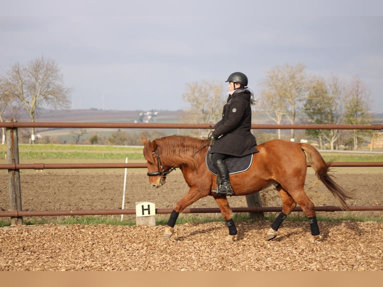 Más ponis/caballos pequeños Mestizo Caballo castrado 5 años 143 cm Alazán in Hohenruppersdorf