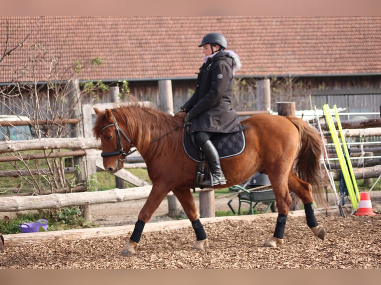 Más ponis/caballos pequeños Mestizo Caballo castrado 5 años 143 cm Alazán in Hohenruppersdorf