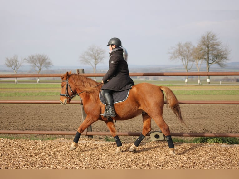 Más ponis/caballos pequeños Mestizo Caballo castrado 5 años 143 cm Alazán in Hohenruppersdorf