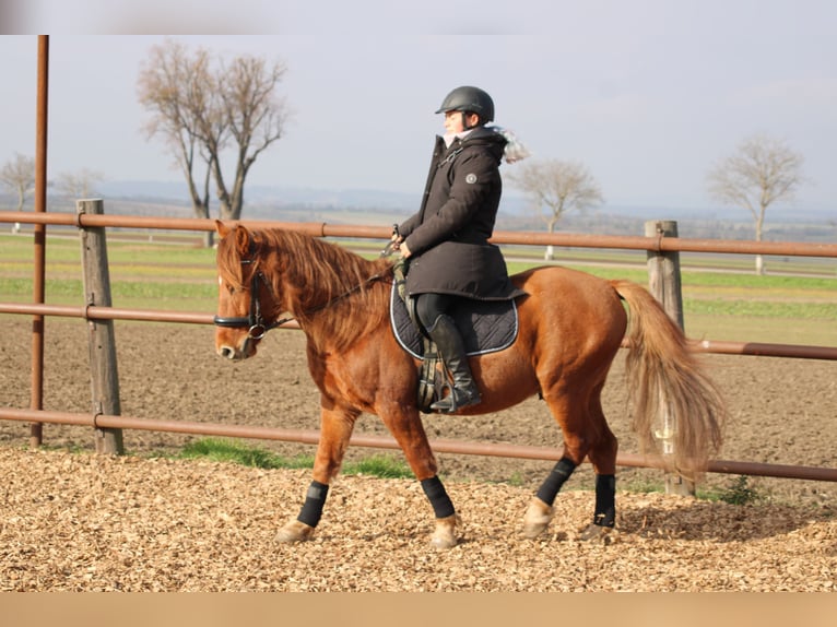 Más ponis/caballos pequeños Mestizo Caballo castrado 5 años 143 cm Alazán in Hohenruppersdorf