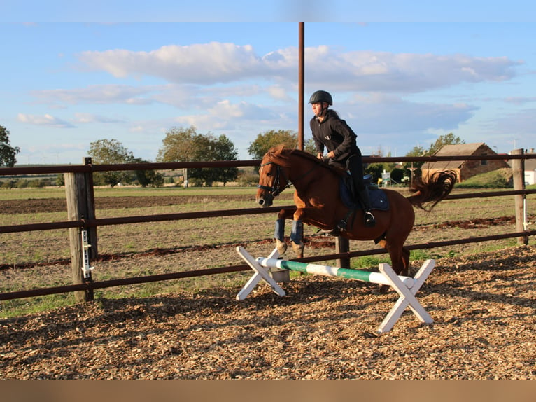 Más ponis/caballos pequeños Mestizo Caballo castrado 5 años 143 cm Alazán in Hohenruppersdorf